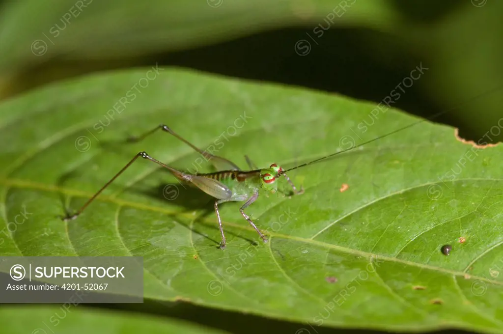 Grasshopper (Acrididae) juvenile, Amazon, Ecuador