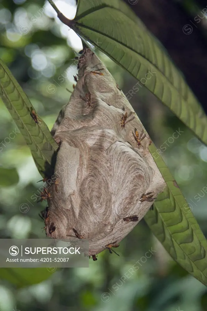 Wasp (Vespidae) nest, Amazon, Ecuador