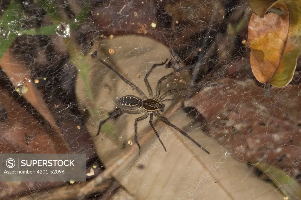 Wolf Spider (Aglaoctenus castaneus) on web, Amazon, Ecuador
