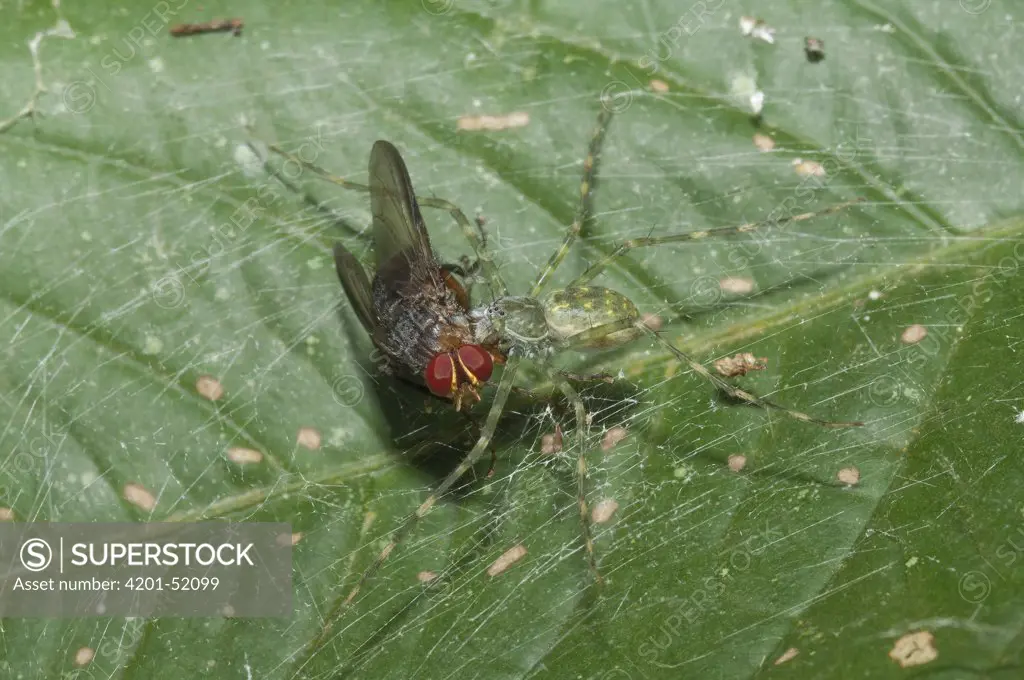 Huntsman Spider (Micrommata sp) with fly prey on web, Amazon, Ecuador