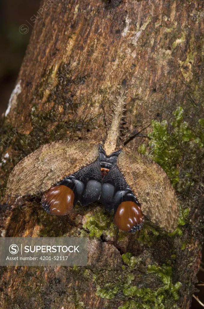 Saw-nosed Planthopper (Cathedra serrata), Ecuador