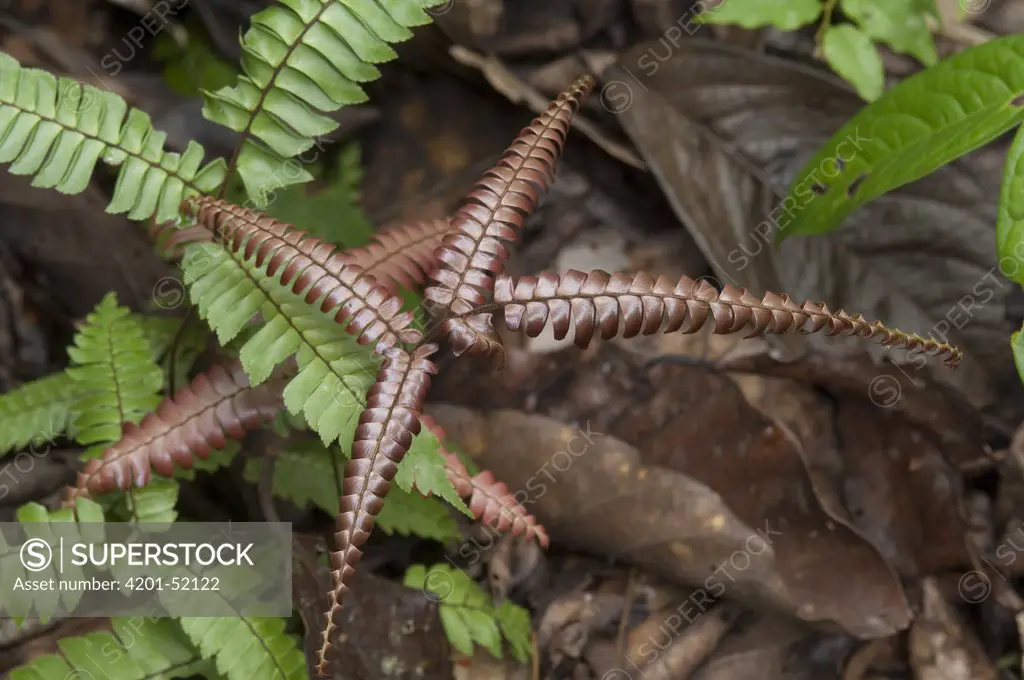 Bird's Nest Fern (Asplenium sp) growing on forest floor, Amazon, Ecuador