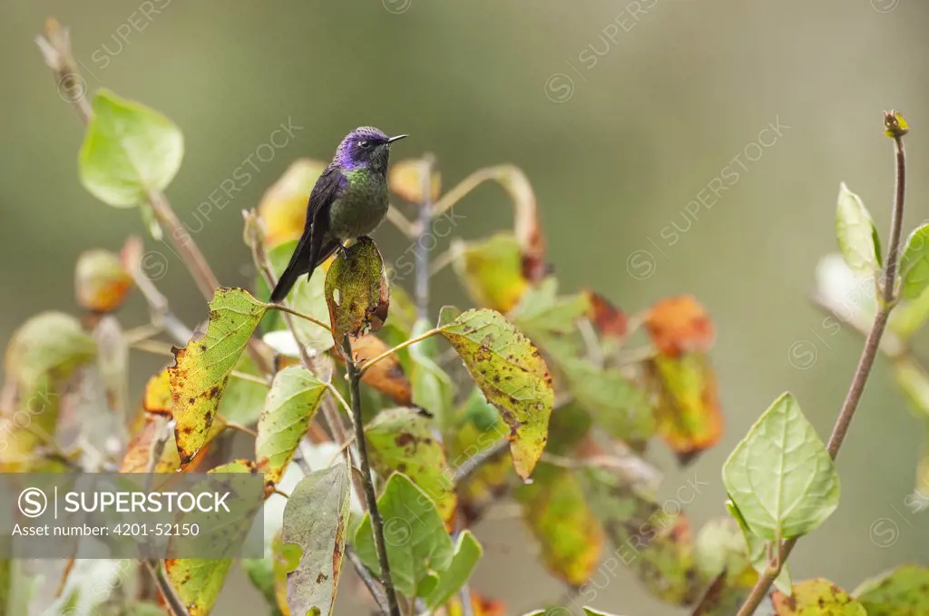 Purple-backed Thornbill (Ramphomicron microrhynchum) hummingbird male, Colombia