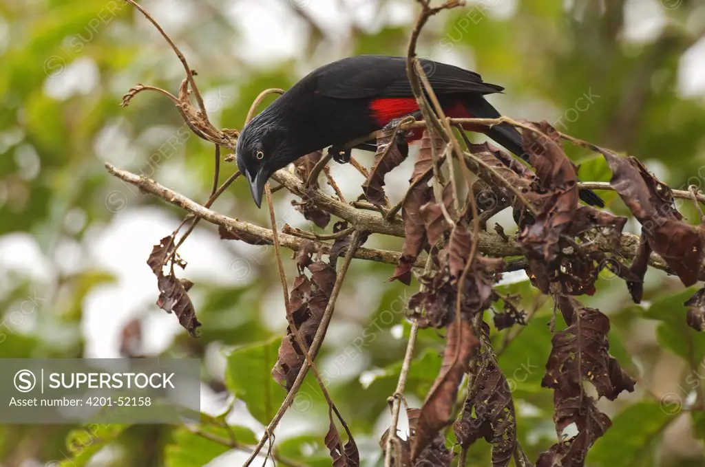 Red-bellied Grackle (Hypopyrrhus pyrohypogaster), Colombia