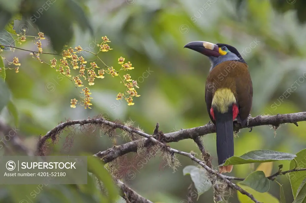 Plate-billed Mountain-Toucan (Andigena laminirostris) with orchids, Ecuador