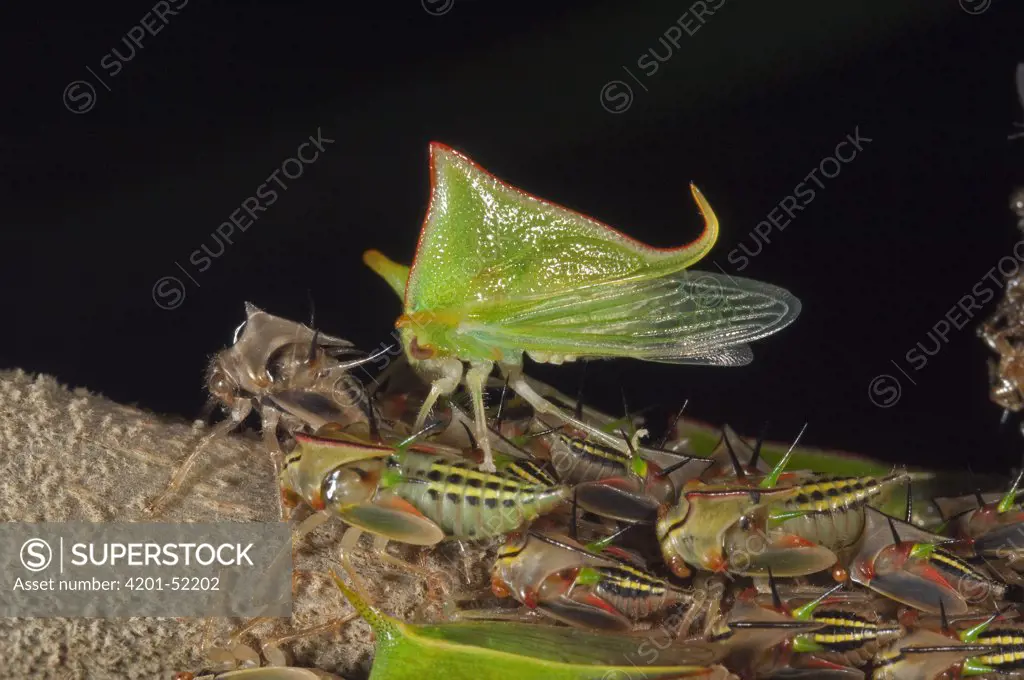 Treehopper (Alchisme sp) recently emerged adult with nymphs, Ecuador