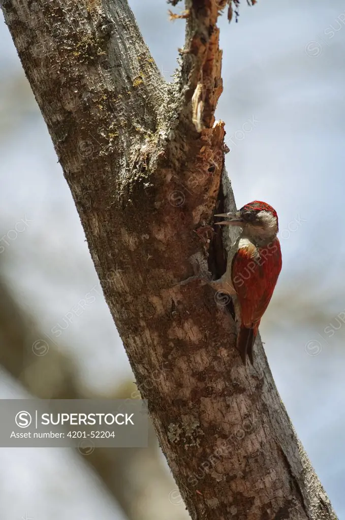 Scarlet-backed Woodpecker (Veniliornis callonotus) calling, Ecuador