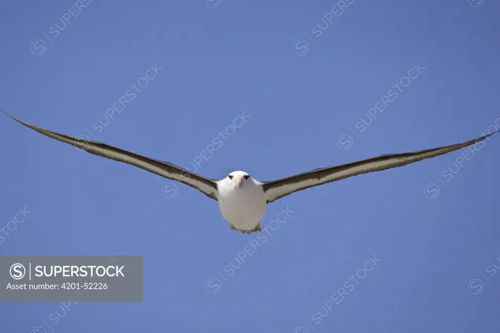 Black-browed Albatross (Thalassarche melanophris) flying, Steeple Jason Island, Falkland Islands
