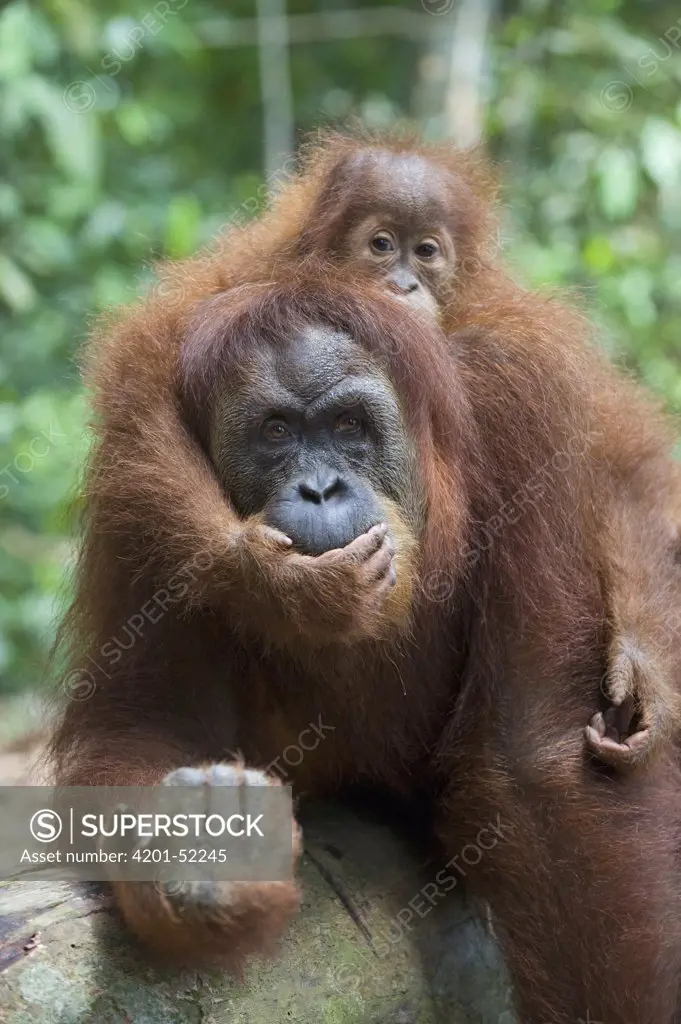 Sumatran Orangutan (Pongo abelii) mother and playful two and a half year old baby, north Sumatra, Indonesia