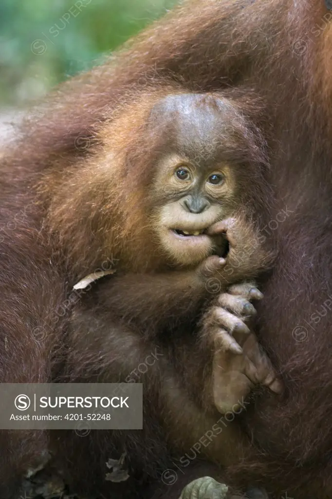 Sumatran Orangutan (Pongo abelii) two and a half year old baby, north Sumatra, Indonesia