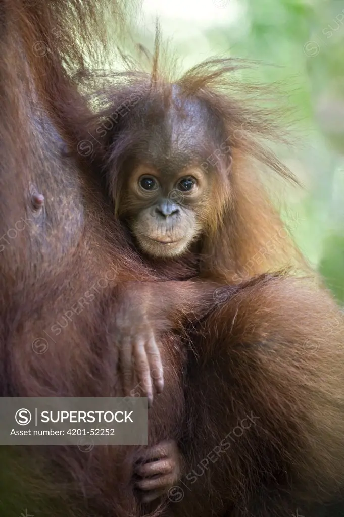 Sumatran Orangutan (Pongo abelii) nine month old baby, north Sumatra, Indonesia