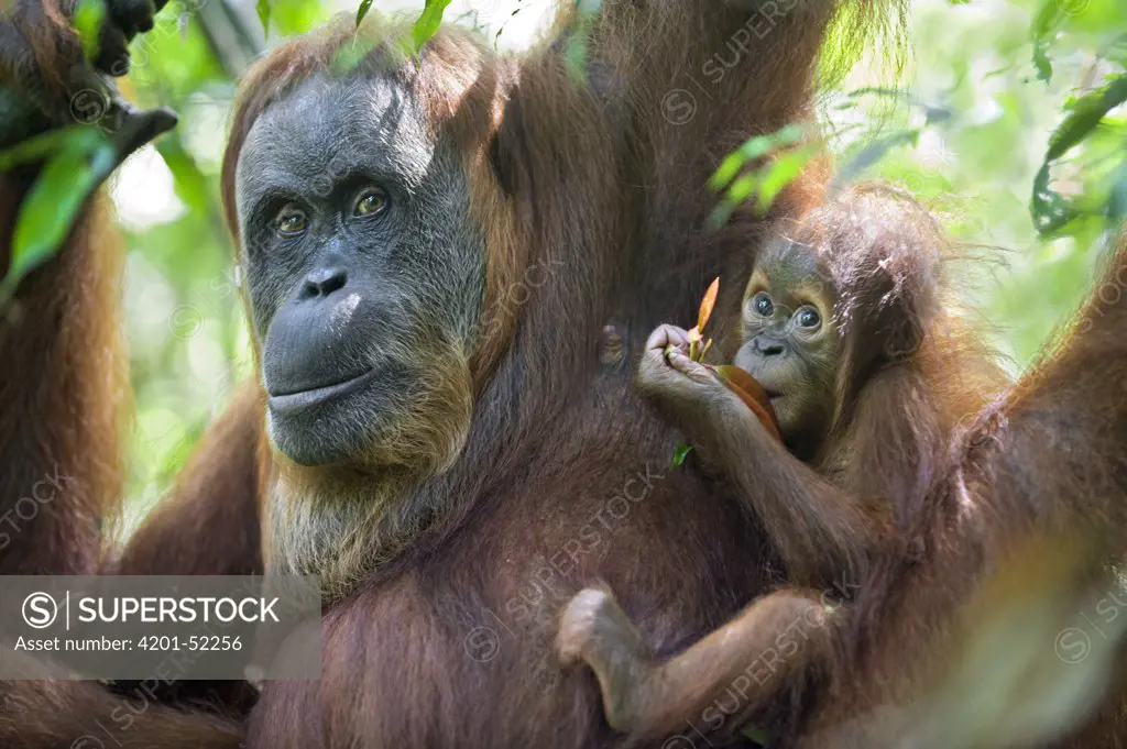 Sumatran Orangutan (Pongo abelii) mother and nine month old baby, north Sumatra, Indonesia