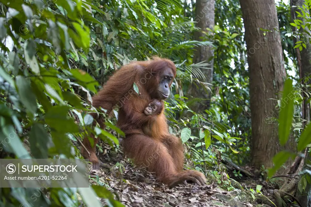 Sumatran Orangutan (Pongo abelii) mother and one and a half year old baby, north Sumatra, Indonesia