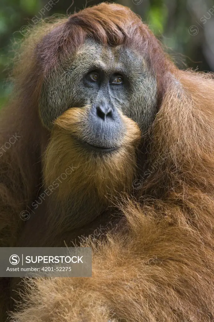 Sumatran Orangutan (Pongo abelii) dominant male, north Sumatra, Indonesia