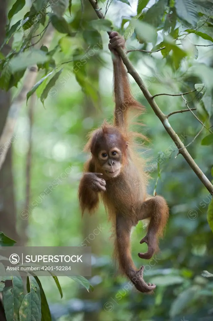 Sumatran Orangutan (Pongo abelii) one and a half year old baby dangling from tree branch, north Sumatra, Indonesia