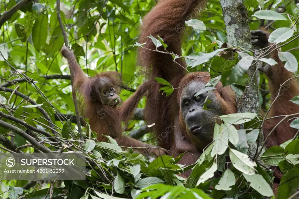 Sumatran Orangutan (Pongo abelii) mother and nine month old baby in day nest, north Sumatra, Indonesia