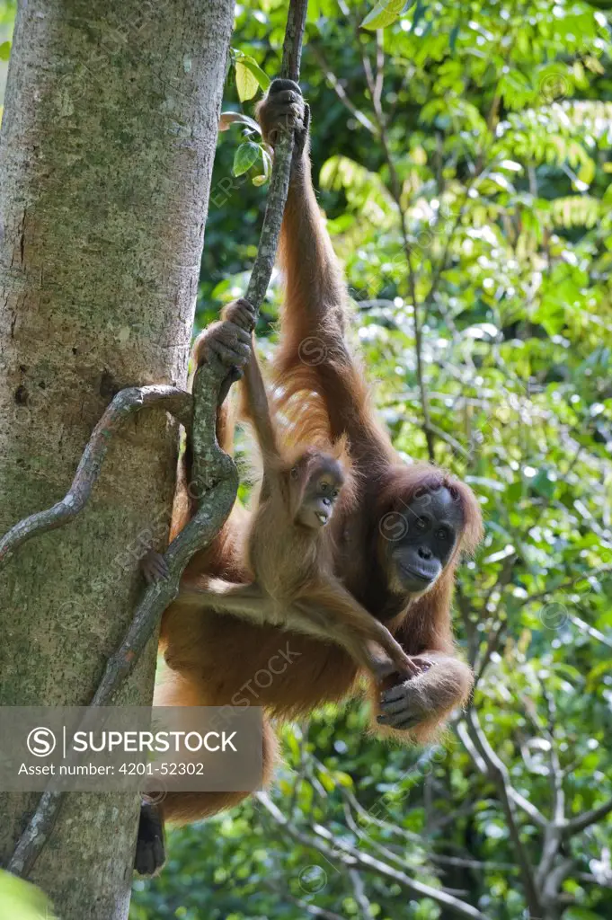 Sumatran Orangutan (Pongo abelii) mother and six month old baby hanging from tree, north Sumatra, Indonesia