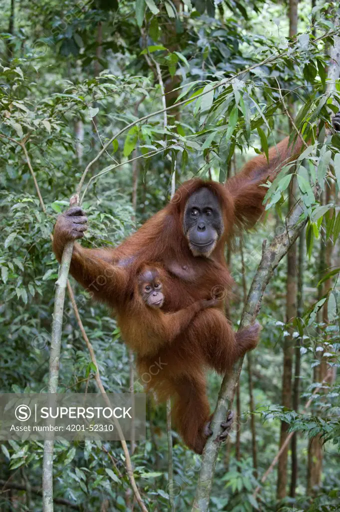 Sumatran Orangutan (Pongo abelii) mother and one and a half year old baby in trees, north Sumatra, Indonesia