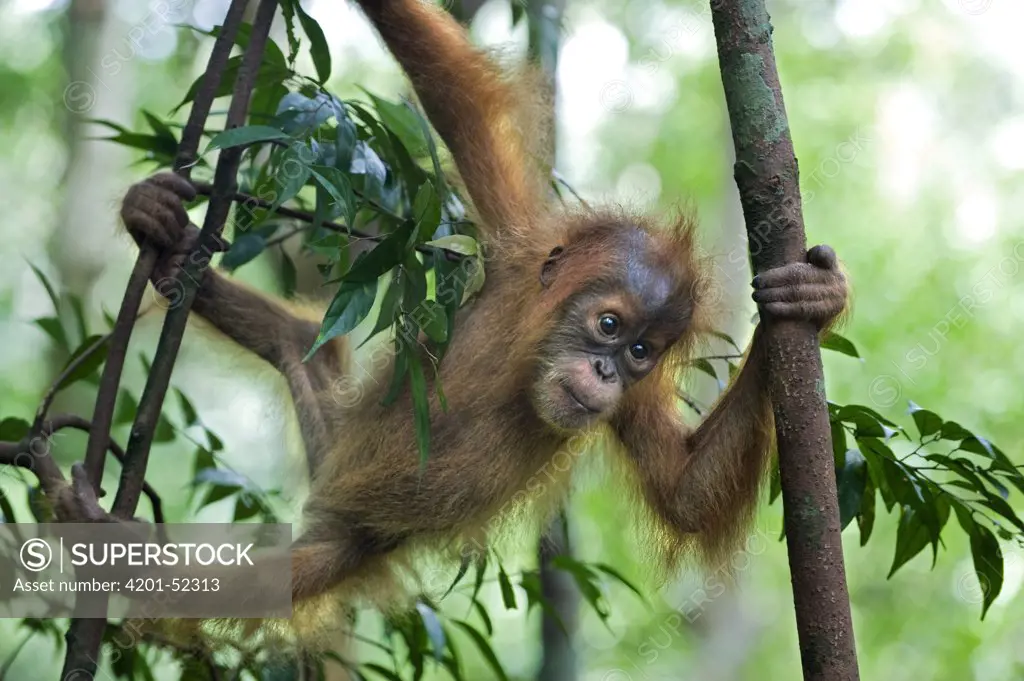 Sumatran Orangutan (Pongo abelii) six month old baby playing in tree, north Sumatra, Indonesia