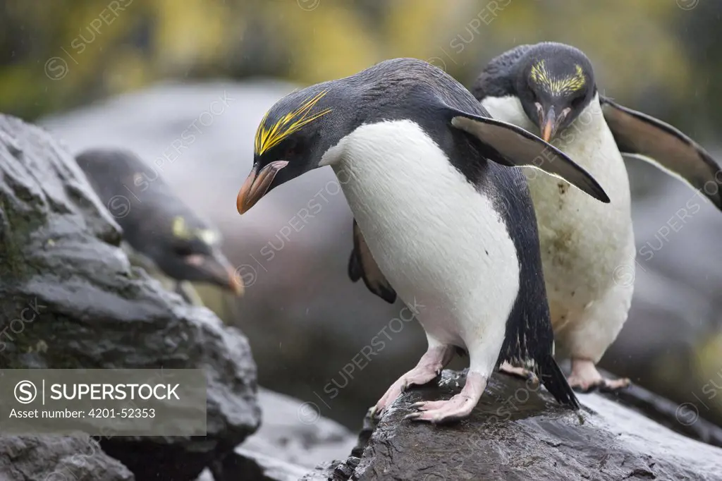 Macaroni Penguin (Eudyptes chrysolophus) pair on rocks, Cooper Bay, South Georgia Island