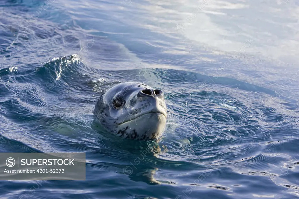 Leopard Seal (Hydrurga leptonyx) swimming at surface, Cierva Cove, Antarctic Peninsula, Antarctica