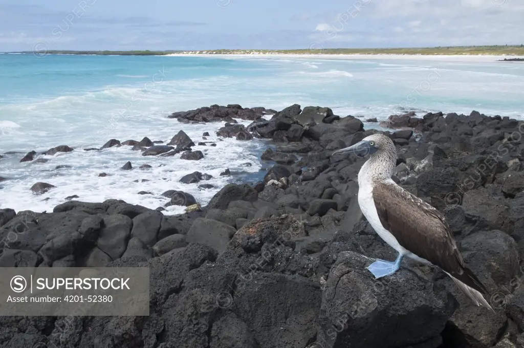 Blue-footed Booby (Sula nebouxii) on coastal rocks, Galapagos Islands, Ecuador