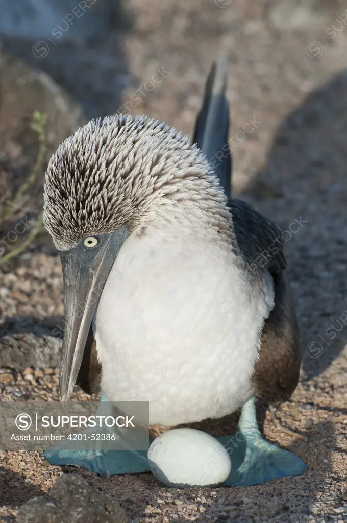 Blue-footed Booby (Sula nebouxii) incubating egg in shallow sand scrape, Galapagos Islands, Ecuador