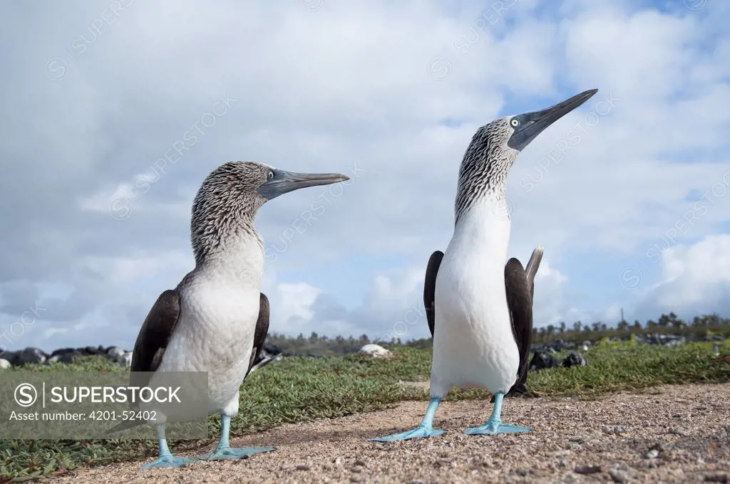 Blue-footed Booby (Sula nebouxii) pair engaged in courtship display, Galapagos Islands, Ecuador