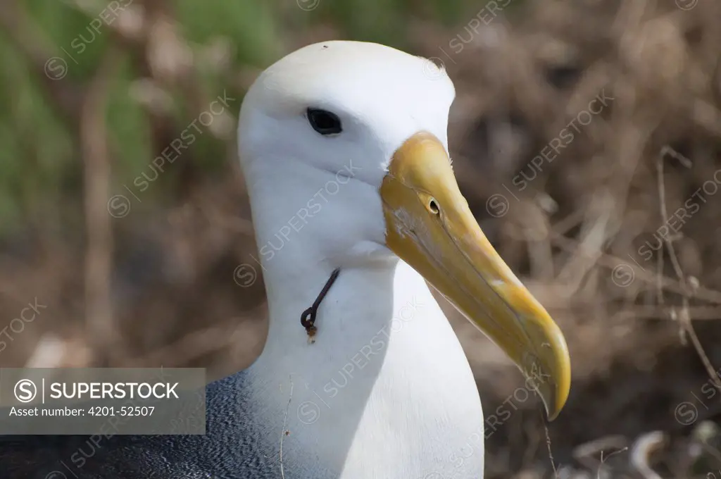 Waved Albatross (Phoebastria irrorata) with a fishhook embedded in throat, Galapagos Islands, Ecuador