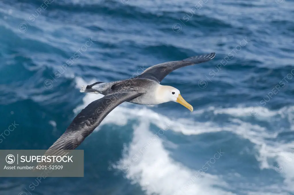 Waved Albatross (Phoebastria irrorata) flying, Galapagos Islands, Ecuador