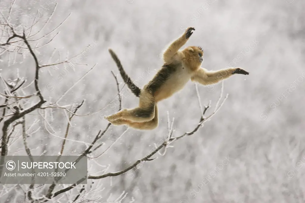Golden Snub-nosed Monkey (Rhinopithecus roxellana) jumping between trees, Qinling Mountain, Shaanxi Province, China