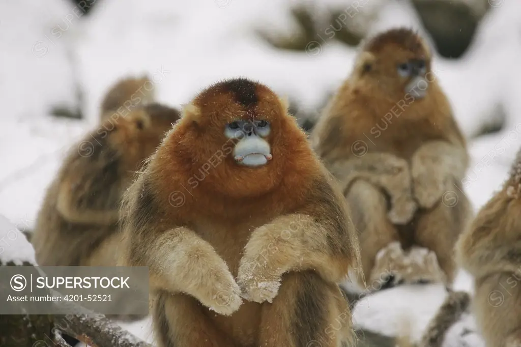 Golden Snub-nosed Monkey (Rhinopithecus roxellana) group sitting in snow, Qinling Mountain, Shaanxi Province, China
