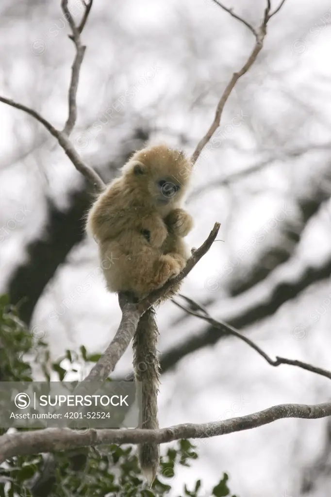 Golden Snub-nosed Monkey (Rhinopithecus roxellana) baby sitting on a small branch, Qinling Mountain, Shaanxi Province, China