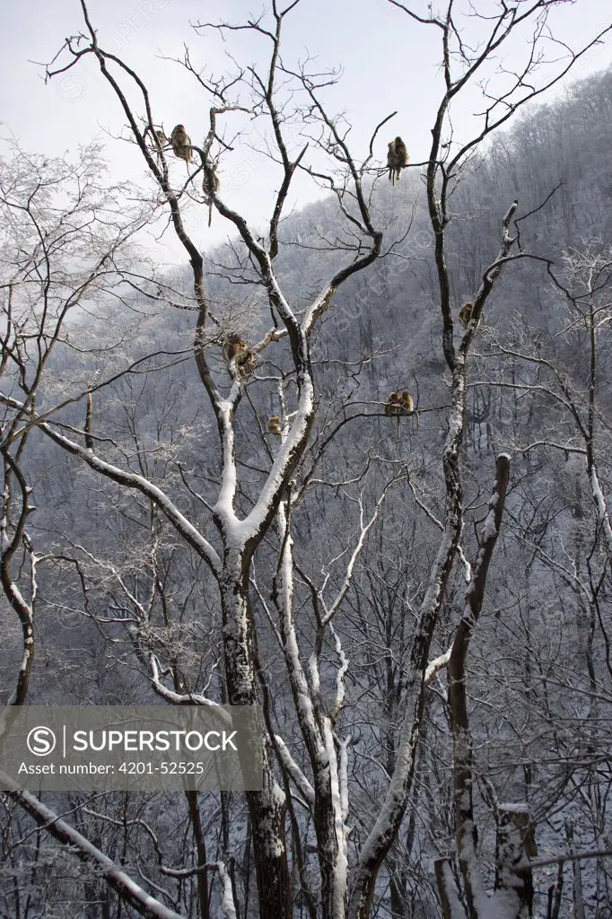 Golden Snub-nosed Monkey (Rhinopithecus roxellana) group in trees, Qinling Mountain, Shaanxi Province, China