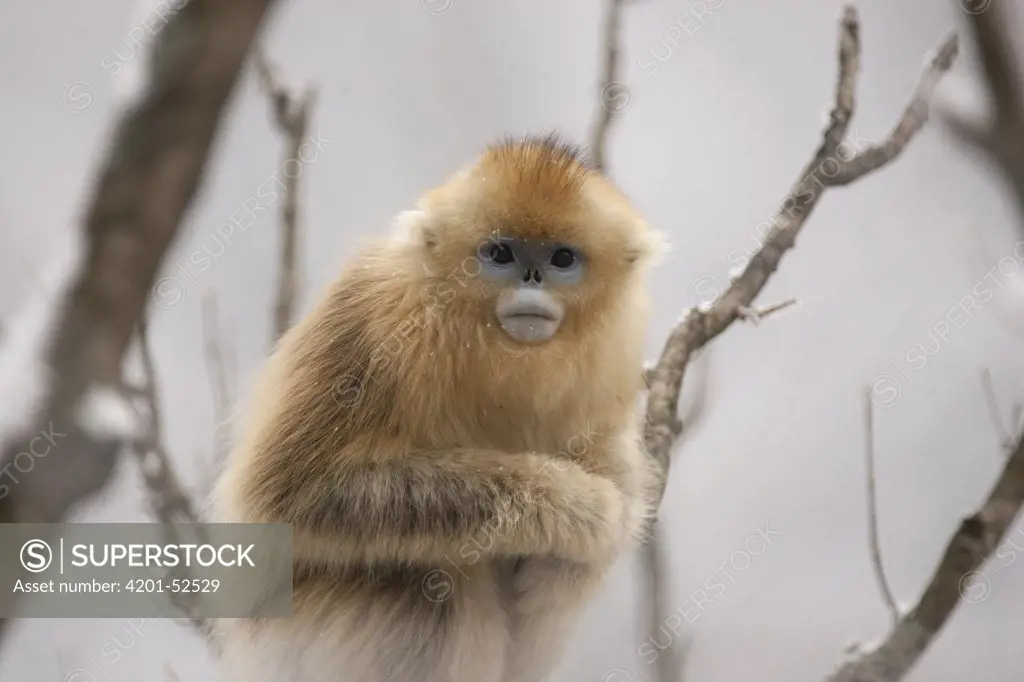 Golden Snub-nosed Monkey (Rhinopithecus roxellana), Qinling Mountain, Shaanxi Province, China