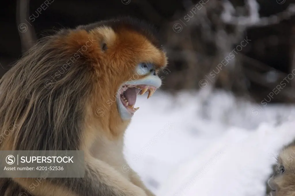 Golden Snub-nosed Monkey (Rhinopithecus roxellana) calling to others, Qinling Mountain, Shaanxi Province, China