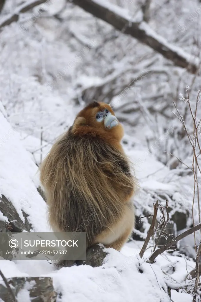 Golden Snub-nosed Monkey (Rhinopithecus roxellana) sitting in snow, Qinling Mountain, Shaanxi Province, China