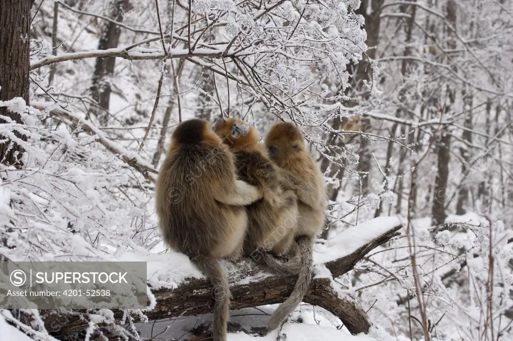 Golden Snub-nosed Monkey (Rhinopithecus roxellana) group grooming one another, Qinling Mountain, Shaanxi Province, China