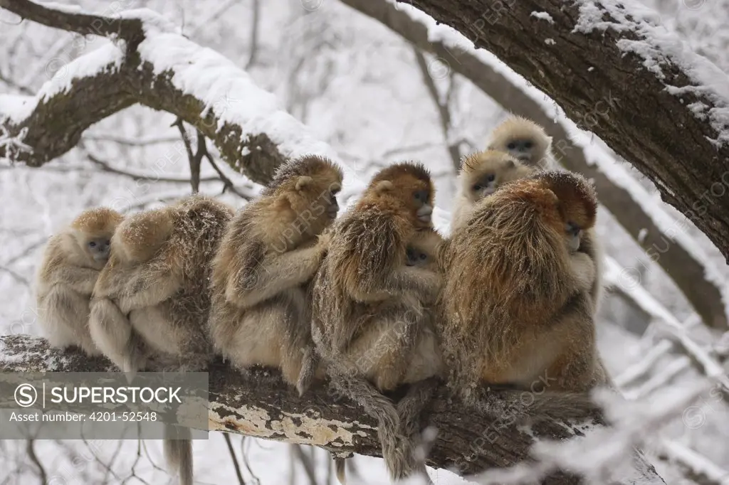 Golden Snub-nosed Monkey (Rhinopithecus roxellana) group gathering on a branch for warmth, Qinling Mountain, Shaanxi Province, China