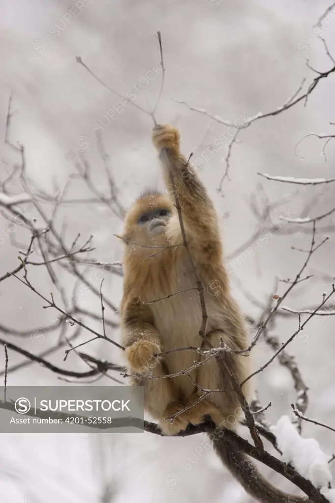 Golden Snub-nosed Monkey (Rhinopithecus roxellana) baby reaching for a branch, Qinling Mountain, Shaanxi Province, China