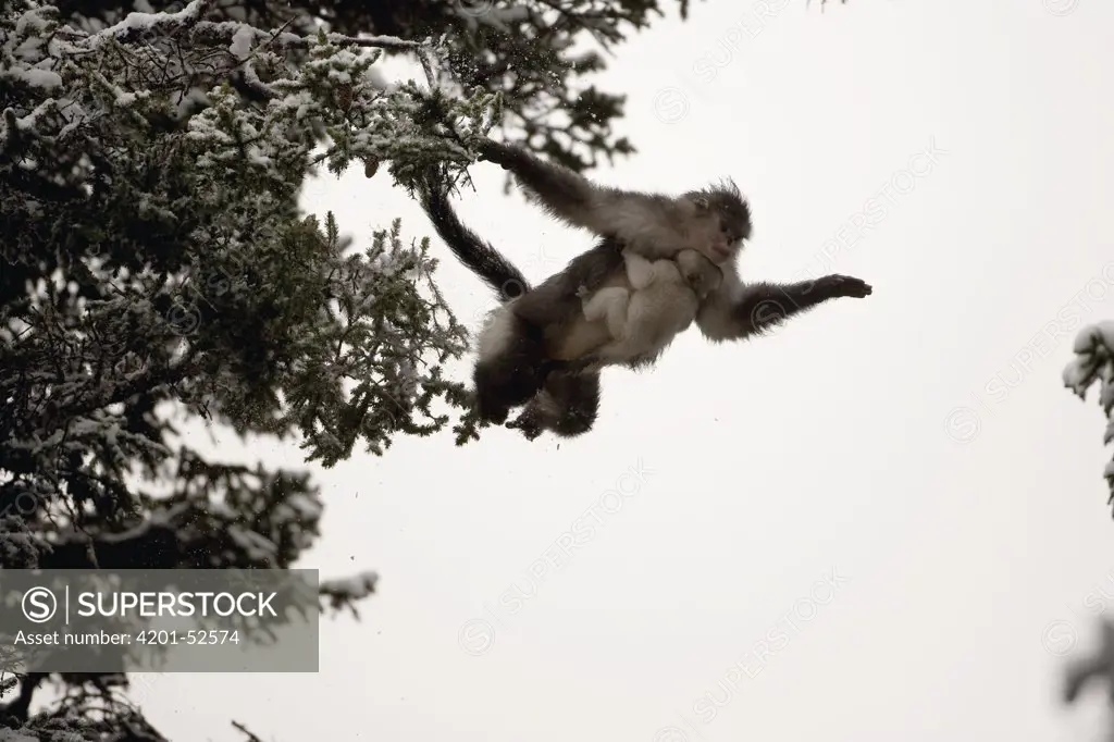 Yunnan Snub-nosed Monkey (Rhinopithecus bieti) mother jumping between trees with her baby, Mangkang, Tibet, China. Sequence 3 of 4