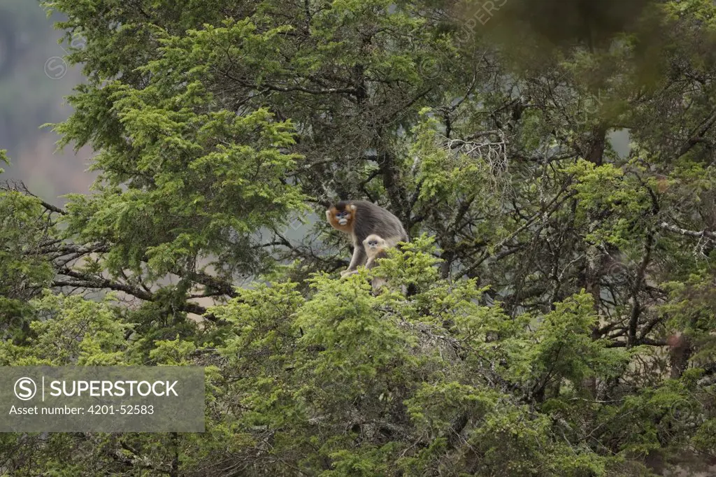 Golden Snub-nosed Monkey (Rhinopithecus roxellana) pair in tree, China