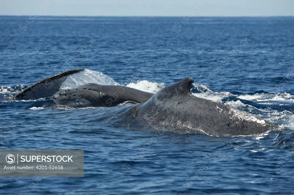 Humpback Whale (Megaptera novaeangliae) pod with calf, Maui, Hawaii - Notice must accompany publication: Photo obtained under NMFS Permit #753