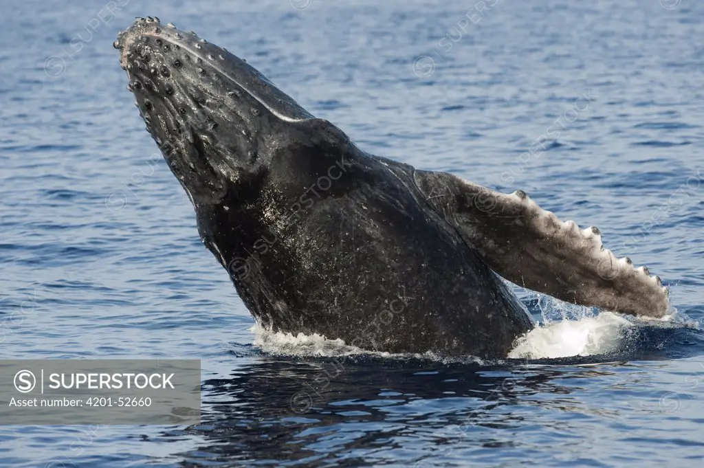 Humpback Whale (Megaptera novaeangliae) breaching, Maui, Hawaii - Notice must accompany publication: Photo obtained under NMFS Permit #753