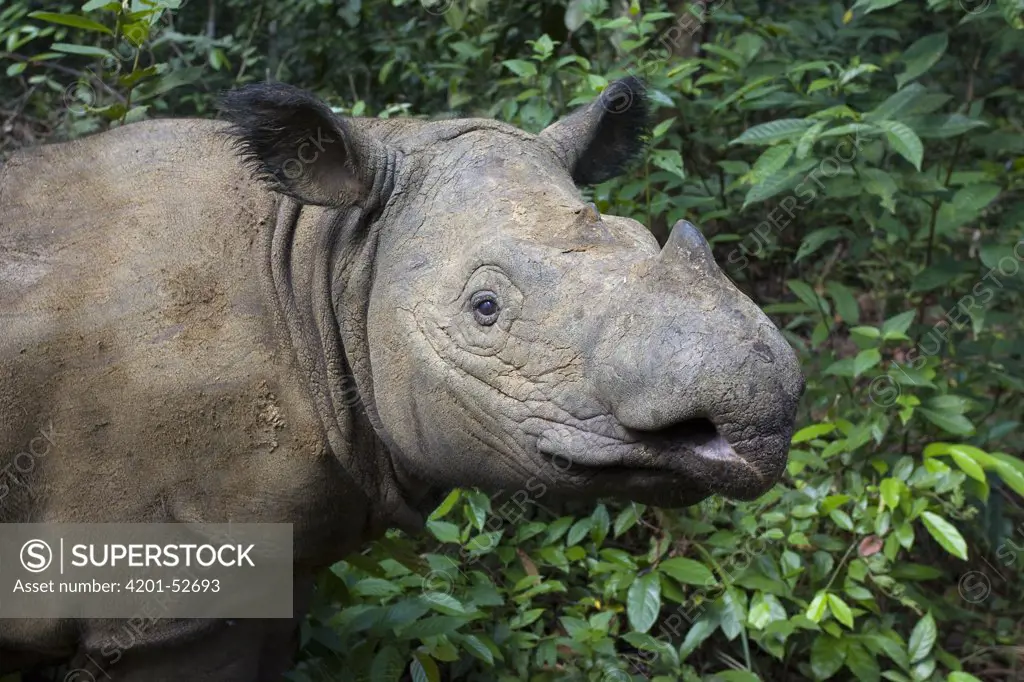 Sumatran Rhinoceros (Dicerorhinus sumatrensis), Sumatran Rhino Sanctuary, Way Kambas National Park, Indonesia