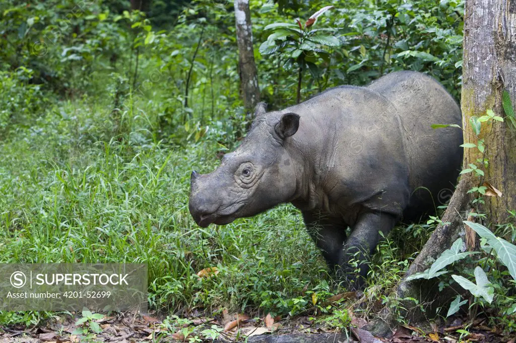 Sumatran Rhinoceros (Dicerorhinus sumatrensis), Sumatran Rhino Sanctuary, Way Kambas National Park, Indonesia