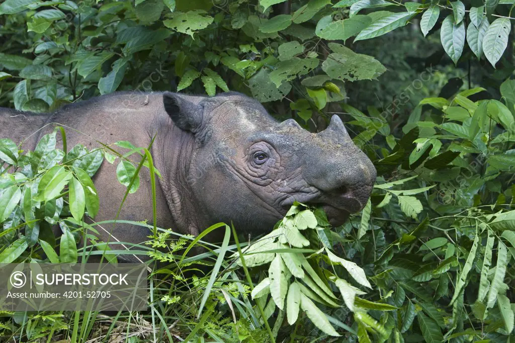 Sumatran Rhinoceros (Dicerorhinus sumatrensis) eating vegetation, Sumatran Rhino Sanctuary, Way Kambas National Park, Indonesia