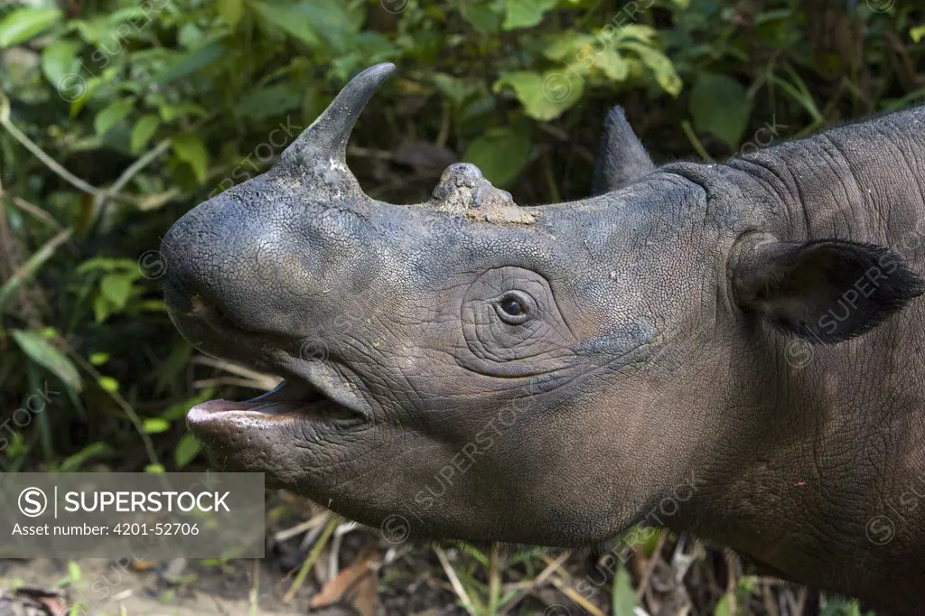 Sumatran Rhinoceros (Dicerorhinus sumatrensis) foraging, Sumatran Rhino Sanctuary, Way Kambas National Park, Indonesia