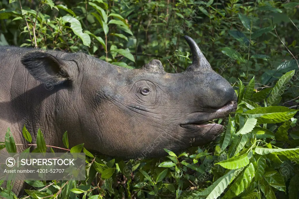 Sumatran Rhinoceros (Dicerorhinus sumatrensis) browsing, Sumatran Rhino Sanctuary, Way Kambas National Park, Indonesia