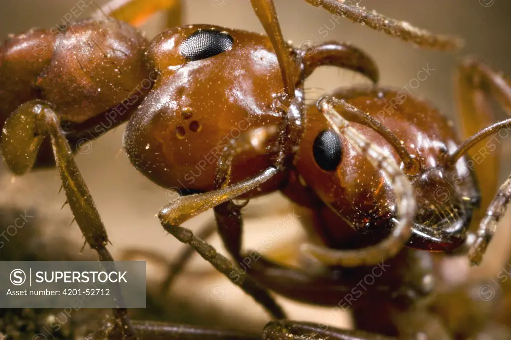 Amazon Ant (Polyergus sp) female worker positioning mandibles to pierce the head of an ant from an alien nest, Sagehen Creek, California